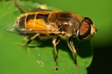  Kafkas kürklü uçan sinek Makro manzarası Eristalis arbustorum büyük gözleri gölgede yeşil yaprakta oturuyor                              