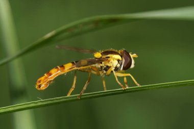 Yeşil bir sapın üzerinde oturan küçük bir Kafkas sarı-siyah çiçek sineği Syrphidae 'si.                              