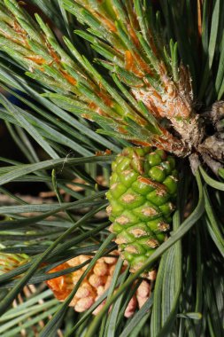  Baharın erken saatlerinde iğneli dallarda çam ağacının dişi yeşil konilerinin Macro ön görüntüsü                              