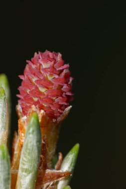 Beyaz çam kozalağının kızıl kızılötesi görüntüsü ilkbaharda dallarda ve iğnelerde Pinus.                               