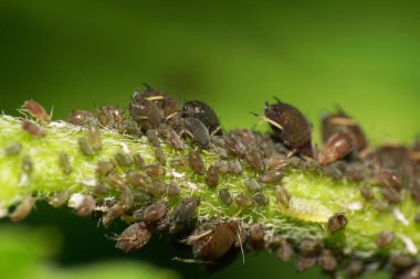  Kafkas yaprak bitlerinin makro kolonileri bahar aylarında bir sap ve yeşil bir yaprak üzerinde otururlar.                              