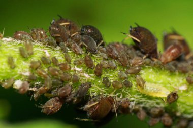  Kafkas kolonileri büyük ve küçük yaprak bitleri bir sapın üzerinde ve ilkbaharda bir çalılığın yeşil yaprağı üzerinde oturuyorlar.                              