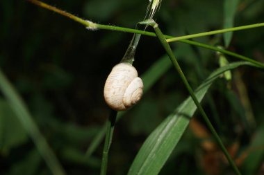 Kuru zamanda yeşil sapa bağlı beyaz beyaz salyangoz makro                               