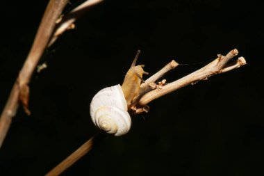 Kafası ve beyaz bir salyangozun hafif kabuğu olan bir vücudun yakın çekimi. Xeropicta derbentina, bir yaz parkında, kahverengi bir sapın üzerinde sürünüyor.                               