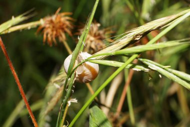 Kafkasya 'nın küçük beyaz salyangoz kabuğunun kurak zamanlarda çimenlerde yeşil sapa ve toplamda çimen bitkisine bağlandığı yakın plan.