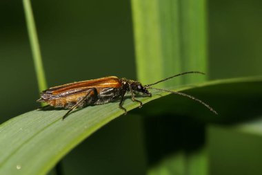 Yeşil bir yaprağın üzerinde saklanan küçük, kahverengi ve Kafkas böceği...                               
