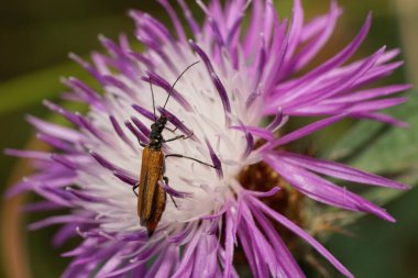 Mor bir çiçek tarlasında oturan uzun antenli, parlak kahverengi ve beyaz küçük bir böceğin yakın çekimi.