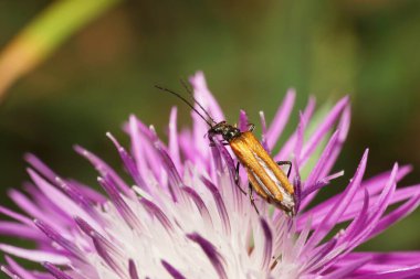 Kafkasya 'nın parlak kahverengi Macro' su ve uzun antenli beyaz beyaz böcek yaz aylarında mor çiçek mısır çiçeğinin üzerinde oturuyor.                               