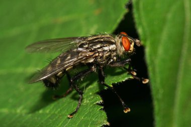  Yazın yeşil kabarık bir yaprağın üzerinde kanatlı, uzun pençeli ve kırmızı gözlü beyaz ve çizgili sineğin makro kenar manzarası.                              