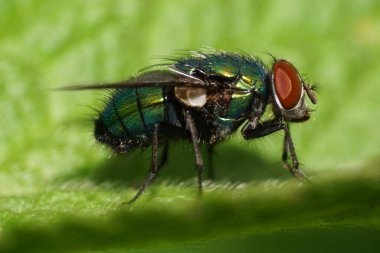  Baharda yeşil, parlak, tüylü, kırmızı gözlü beyaz bir sineğin Macro manzarası.                              