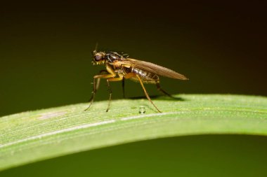 Kahverengi gözlü bir Kafkas sineğinin yakın çekimi Psila Fimetaria ile bir lea üzerinde oturuyor