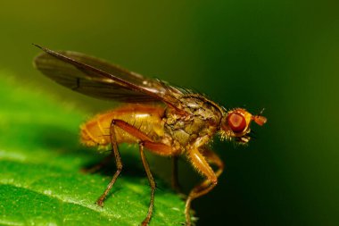  Kanatları, uzun uzuvları ve büyük kahverengi gözleri olan, lamium albümü yeşil yapraklı Macro küçük kahverengi sinek.                              