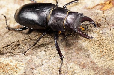 Makro kahverengi kafa, göğüs, karın ve beyaz erkek böceğinin yürüyen bacakları.                               