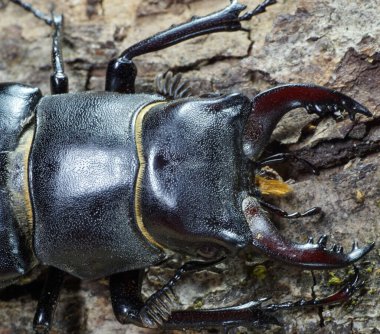 Ağacın kabuğunda yeşil yosunlu beyaz erkek geyik böceğinin sırt kısmının önünde.                               