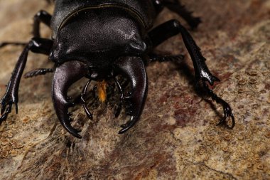 Kafanın önünde Macro, ağız kısımları, çene kemikleri, beyaz erkek geyik böceği Lucanus ağaç çubuğunda.