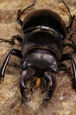 Tatilcinin önündeki Macro Kafkas erkek geyik böceği ağaç kabuğunda.                               