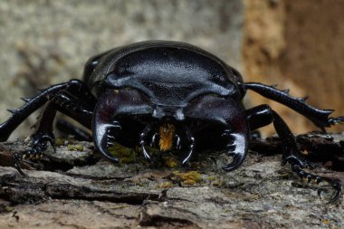 Kahverengi Kafkas geyik böceği Lukanus 'un ağaç kabuğu arasında uzuvları var.                               