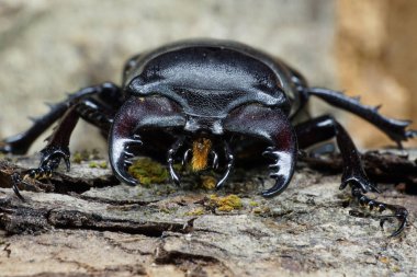 Kafanın önündeki makro görünüm, klavye anten, çene görüntüsü beyaz erkek geyik böceği Lucanus.                               