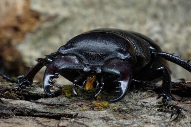 Kafkas imago kahverengi geyik böceği Lukanus 'un ağaç kabuğunun arasına yayılmış uzuvları yakın plan görüntüsü.                               
