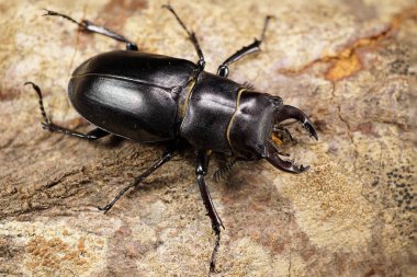 Kafkas kahverengi geyik böceğinin, meşe kabuğunda yürüyen bacakları olan yakın çekimi.                               