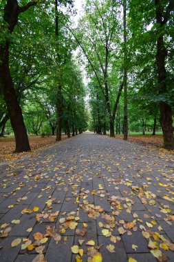 Rusya 'nın Kabardino-Balkaria cumhuriyetinin Nalchik kentinin şehir parkındaki ağaçlar ve yapraklarla dolu bir parkta yürüyüş için sonbaharda dikey manzara                              