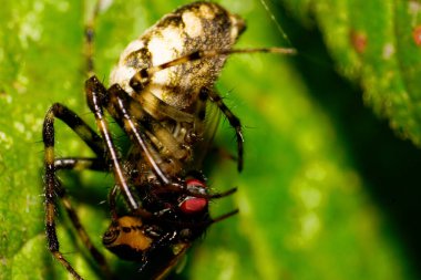 Kafkas renkli örümceğin makro yan görüntüsü, uzun, ince, pençelerini büzmüş, yeşil yapraklı, kanatlı ve kırmızı gözlü kara sineği yakalamak için.                               