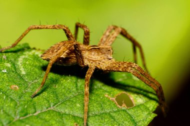  Kırmızı tüylü, beyaz tenli, uzun bacaklı zıplayan örümceğin makro yan görüntüsü ve yeşil bir çakı üzerinde oturarak karnını kaldırması.