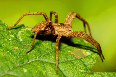 Örümcek Solpuga 'nın kahverengi kabarık tüylü beyaz sıçrayan uzun kıllı bacakları, göbeği ve siyah gözleri örümcek ağındaki yeşil bir yaprak üzerinde oturuyordu.                               