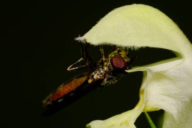  Beyaz çiçek sineklerinin Makro kenar manzarası nektarla beslenir ve sonbaharda ölü bir çiçek olan Lamium albümünün üzerinde oturur.                              