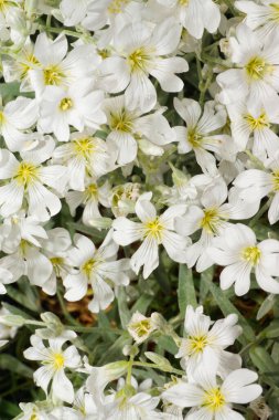  Baharda parkta büyüyen yağmurdan sonra Kafkas beyaz çiçek grubu Silene acaulis 'in yakın çekimi                              