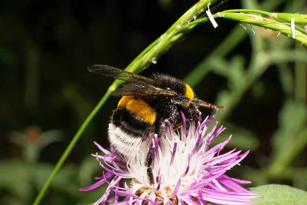 Μακρό Αφράτο Λευκό Και Πολύχρωμο Αγριομέλισσα Bumblebee Lucorum Που Συλλέγει — Φωτογραφία Αρχείου