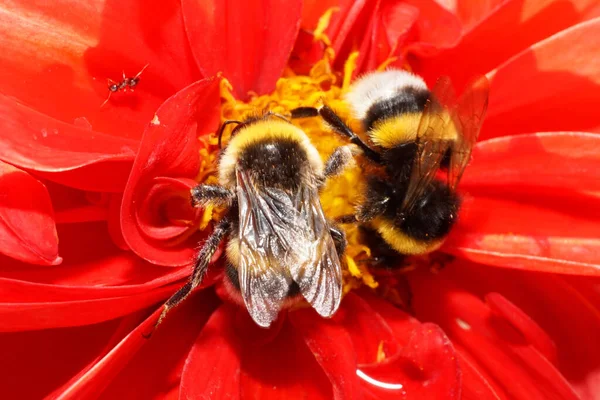  Makro iki sarı çizgili Kafkas yaban arısı Bombus lucorum kırmızı çiçek desenlerinde polen ve nektar topluyor sarı tokmak ve stamen ile