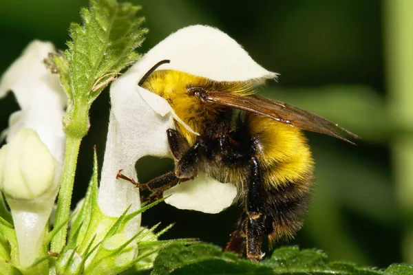 Nahaufnahme Von Einer Gelb Schwarz Gestreiften Pelzigen Kaukasischen Hummel Bombus — Stockfoto