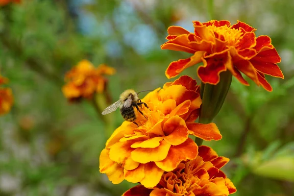 Macro View Side Rear View Caucasian Fluffy Orange Bumblebee Shiny — Stock Photo, Image