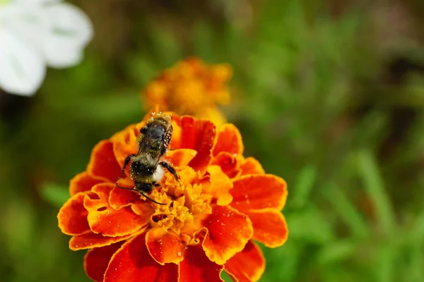 Macro Vista Parte Superior Tres Colores Rayas Esponjoso Caucásico Bumblebee — Foto de Stock