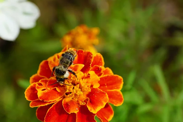 Macro view of the top three-color striped furry bumblebee with pollen Caucasian sitting on orange flower Tagetes