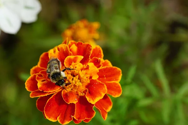 Macro view of the top three-color striped fluffy Caucasian bumblebee with pollen and long mustaches sitting on orange flower Tagetes