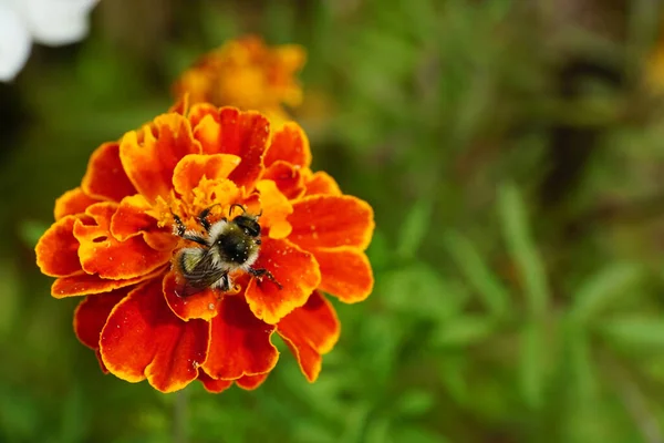 Macro view of the top three-color striped furry bumblebee caucasian with wings, legs and antennae collecting nectar on an orange flower Tagetes