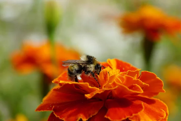 Macro Vista Lateral Tabby Mullido Tres Colores Caucasian Bumblebee Sentado —  Fotos de Stock