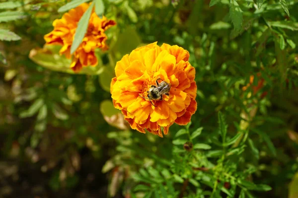 Macro view of the top three-color striped furry bumblebee caucasian with wings, legs and antennae sitting on a bright orange inflorescence Tagetes