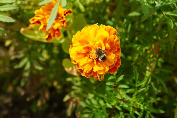 Macro view of the top three-color fluffy Caucasian bumblebee wings, legs, antennae sitting on a bright orange inflorescence Tagetes