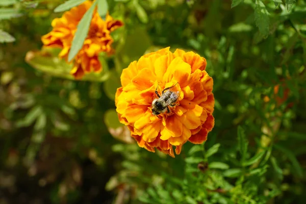 Macro view of the top three-color fluffy Caucasian bumblebee wings, long legs and antennae sitting on a bright orange inflorescence Tagetes