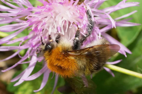 Primer Plano Gatear Blanco Violeta Flor Aciano Esponjoso Caucásico Naranja — Foto de Stock