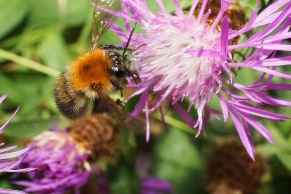 Makroflug Auf Einer Weißen Und Lila Blume Kornblume Der Flauschigen — Stockfoto