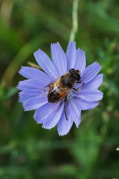 Close-up of a fluffy brown striped flower fly with large eyes on a blue chicory flower