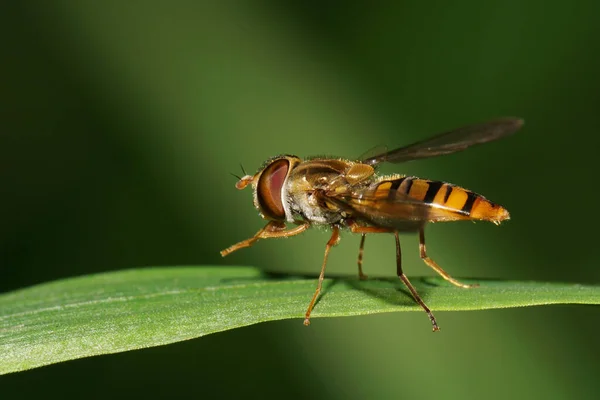 Makro Kafkas Turuncu Çizgili Çiçek Sineği Syrphidae Yaprağın Üzerinde Oturuyor — Stok fotoğraf