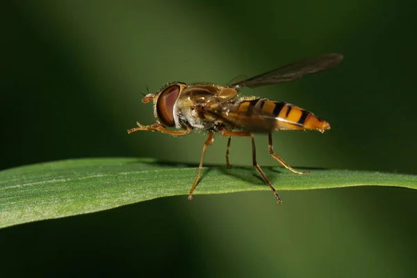 Macro Naranja Caucásica Rayas Mosca Floral Sentado Hoja Estrecha Verde —  Fotos de Stock