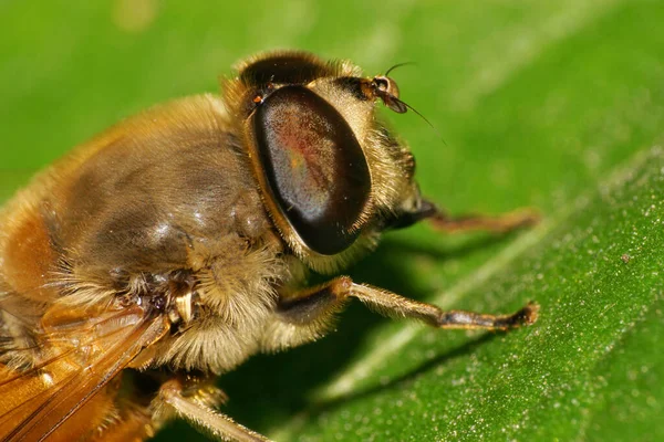 Macro Vista Lado Cabeça Hoverfly Fofo Caucasiano Eristalis Arbustorum Com — Fotografia de Stock