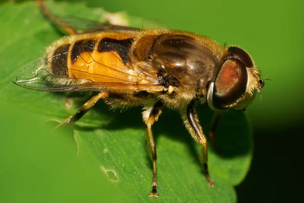 Makró Kilátás Fehér Szőrös Lebegő Eristalis Arbustorum Nagy Szemekkel Zöld — Stock Fotó