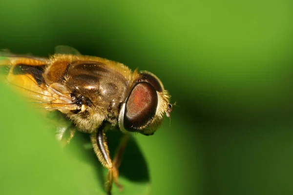 Närbild Sidan Huvudet Vit Fluffig Hoverfly Eristalis Arbustorum Med Stora — Stockfoto